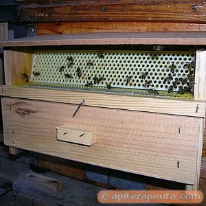 foto de abejas tratando de pasar por el cazapolen HD